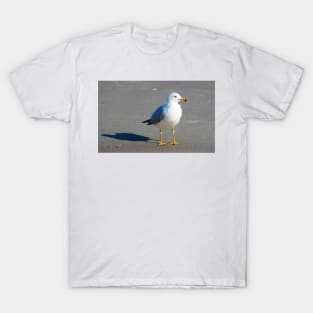 Seagull And His Shadow T-Shirt